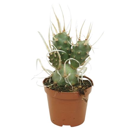 Tephrocactus Papyracanthus