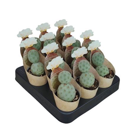 Tephrocactus Geometricus Potcover