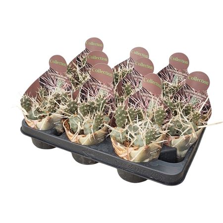 Tephrocactus Articulatus Syringacanthus Potcover