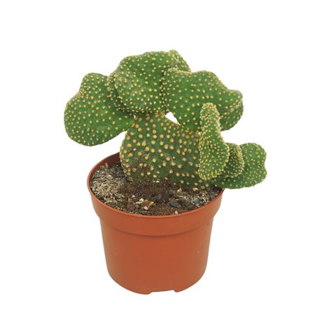 Opuntia Cristata