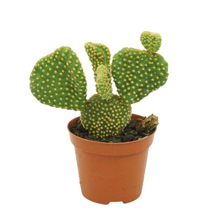 Opuntia Cristata