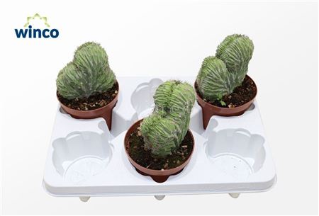 Polaskia Chichipe Cristata