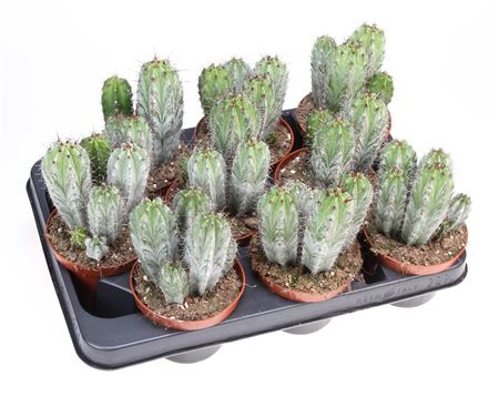 Cactus Polaskia Chichipe