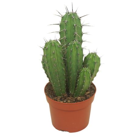 Polaskia Chichipe