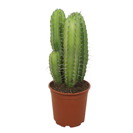 Polaskia Chichipe 21 Cm Groep