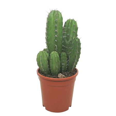 Polaskia Chichipe