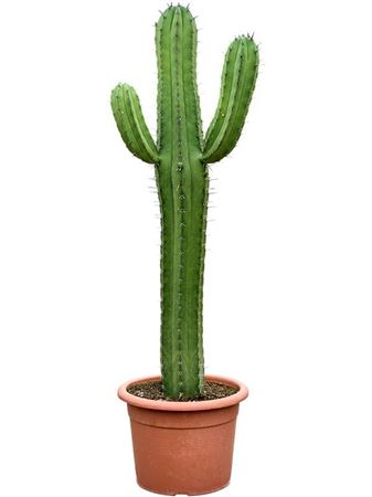 Polaskia Chichipe