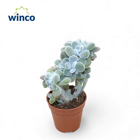 Echeveria Frosty Cristata