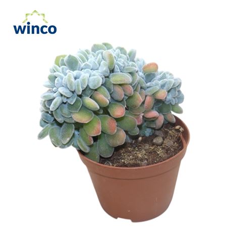 Echeveria Frosty Cristata
