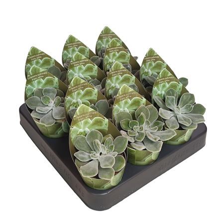Echeveria Pulvinata Frosty White Potcover
