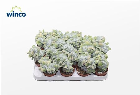 Echeveria Frosty Cristata