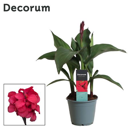 Canna Rose (decorum)