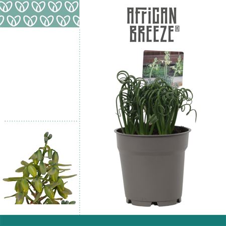 Albuca Spiralis Frizzle Sizzle