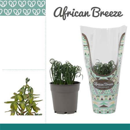 Albuca Spiralis Frizzle Sizzle In Sleeve