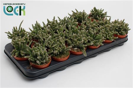 Rhipsalis Horrida