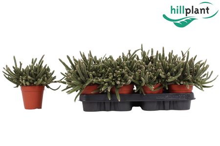 Rhipsalis Baccifera Horrida