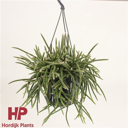 Rhipsalis Baccifera Subsp Horrida Hanging Pot