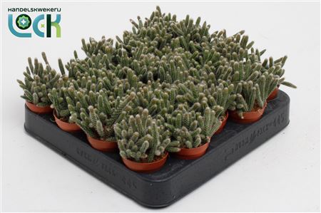 Rhipsalis Baccifera Horrida