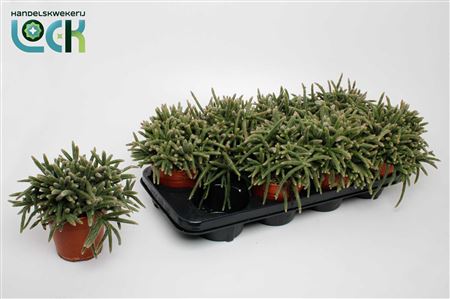 Rhipsalis Baccifera Horrida