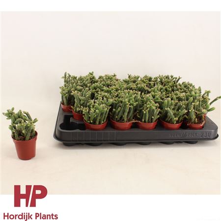 Rhipsalis Horrida