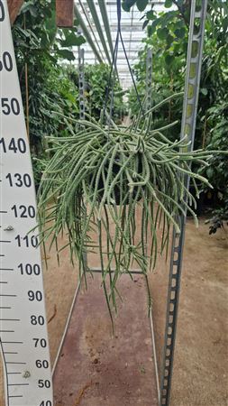 Rhipsalis Horrida Hangplant Xl