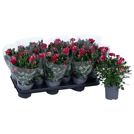 Rosa Gigi Blanco Sleeve