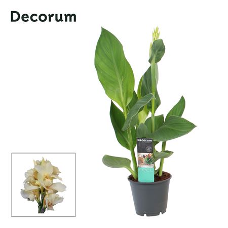 Canna Alaska (decorum)