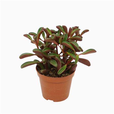 Peperomia Graveolens 8,5 Cm Met Etiket