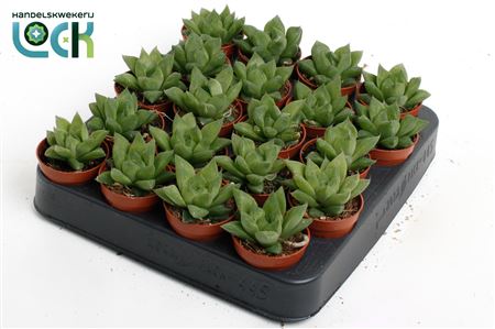 Haworthia Cooperii