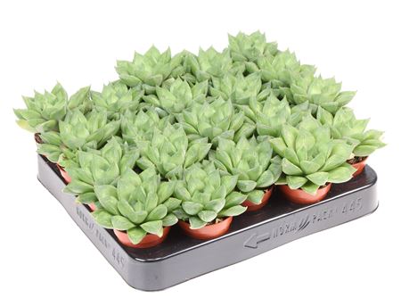 Haworthia Cooperi Mix