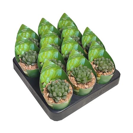 Haworthia Cooperi Potcover