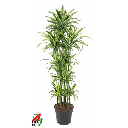 Drac Lemon Lime 150-carrousel