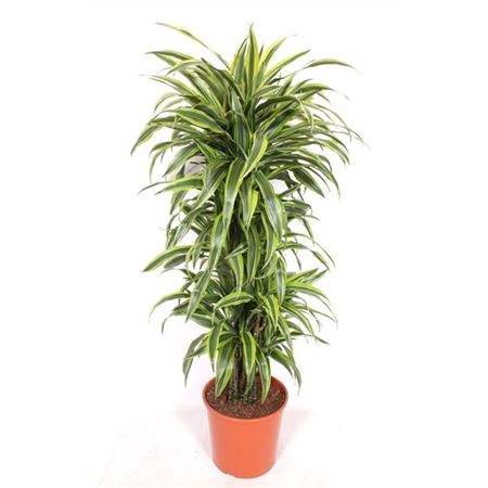 Drac Lemon Lime Branched