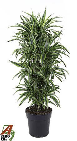 Dracaena Lemon Lime Branched