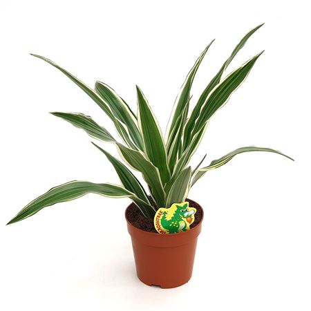 Drac White Stripe Head