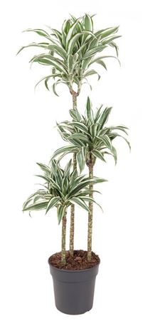 Drac White Jewel 90-60-30