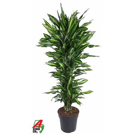 Drac Cintho Branched