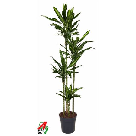 Drac Cintho 120-90-60-30