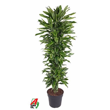 Drac Gold Coast Branched