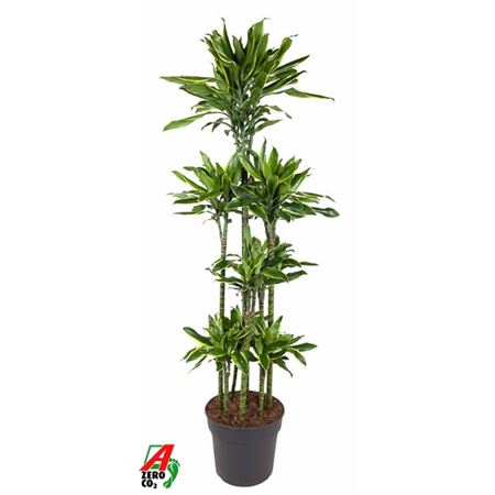 Drac Gold Coast Carrousel