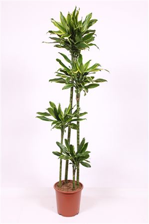 Dracaena Golden Coast 120-90-60-30
