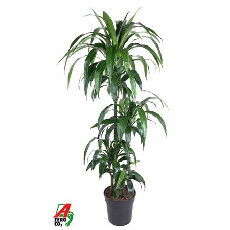 Драк Джанет Крейг 90-60-30-15