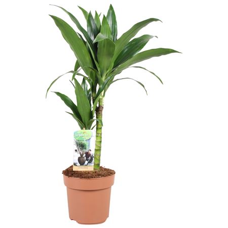 Доктор Джанет Крейг 30–15