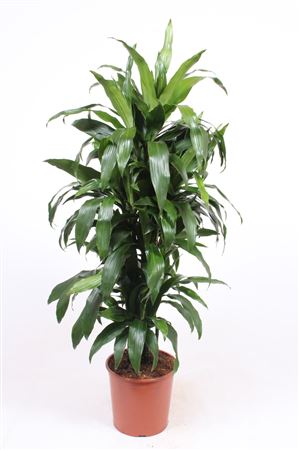Drac Janet Craig Branched