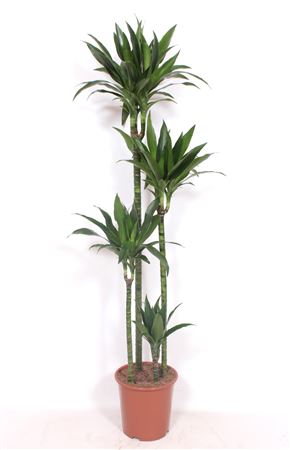 Dracaena Janet Craig 120-90-60-30
