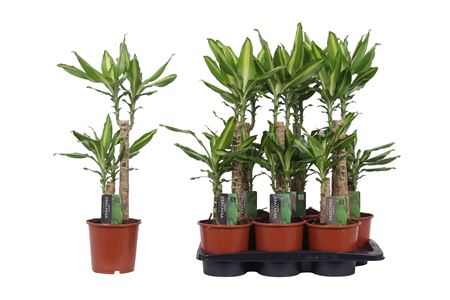 Побережье Драк Масс 40-20