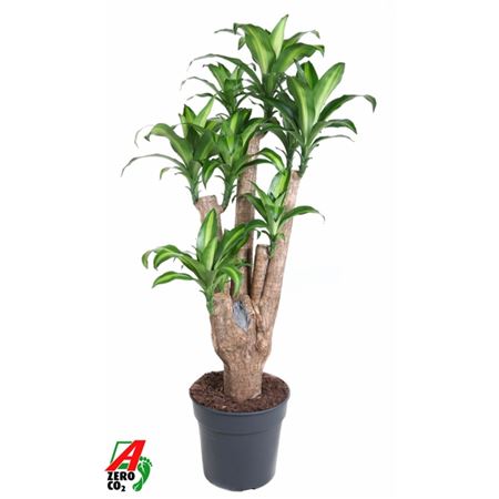 Drac Massangeana Branched.