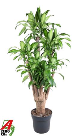 Massangeana Branched