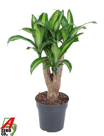 Massangeana Branched