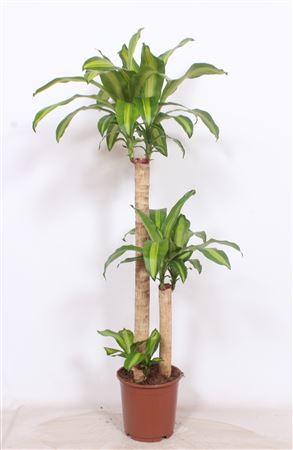 Dracaena Massangeana 90-45-15